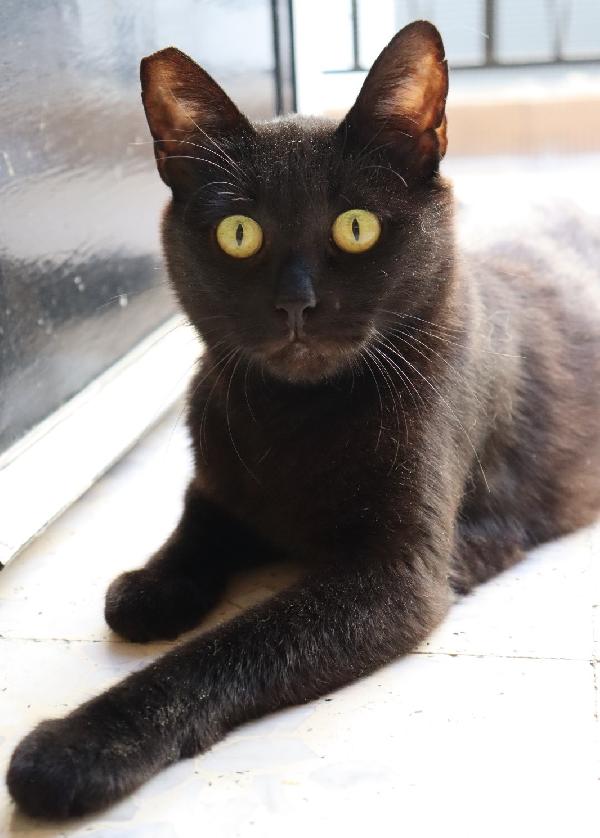 Siria, nera elegante e molto affettuosa Foto 3